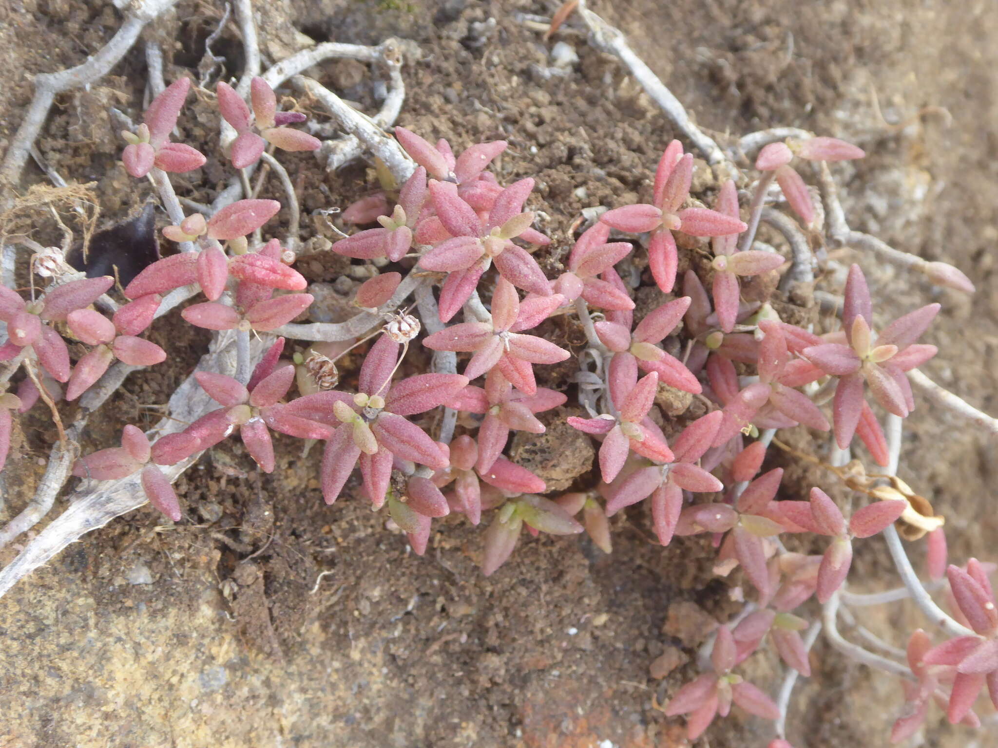 Plancia ëd Monanthes anagensis Praeger