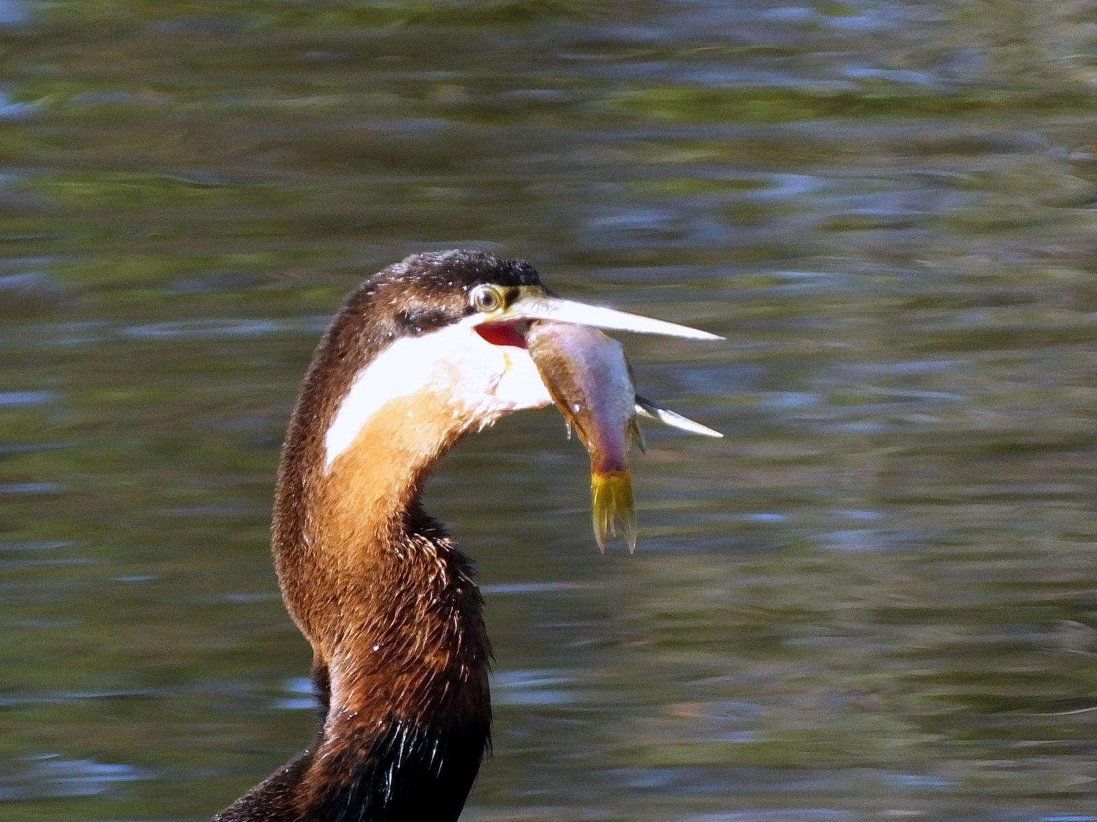 Image of Anhinga rufa rufa (Daudin 1802)