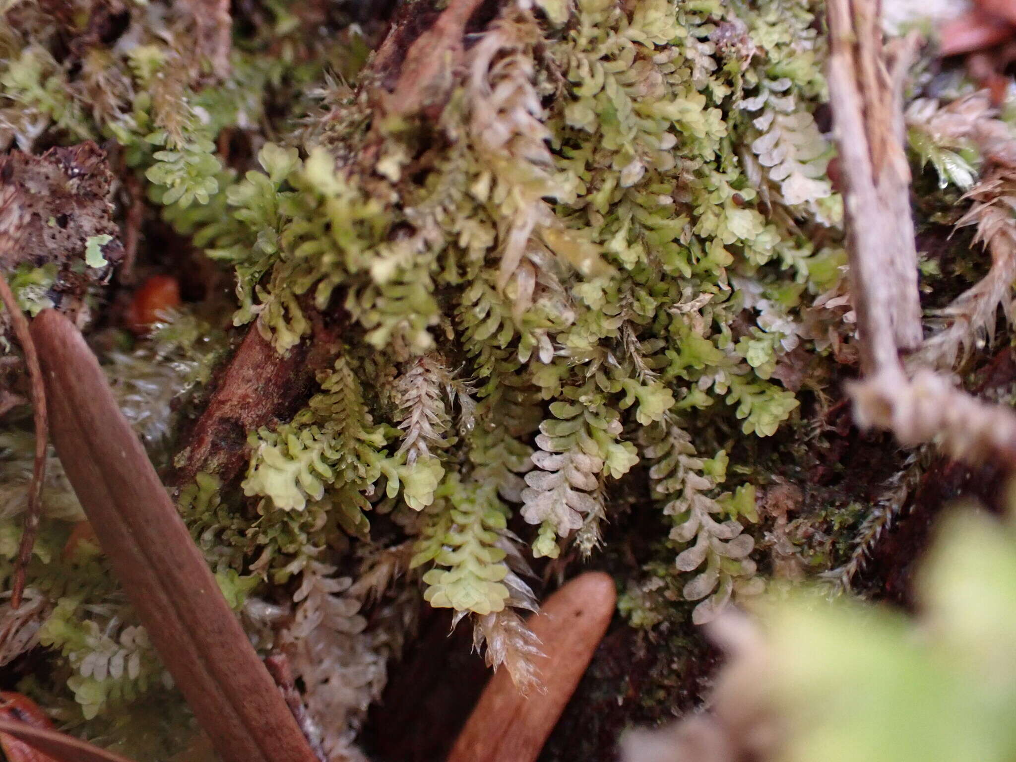 Image of Diplophyllum taxifolium (Wahlenb.) Dumort.