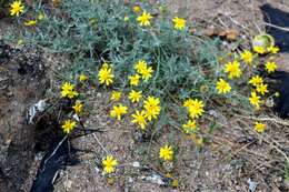 Plancia ëd Picradeniopsis schaffneri (S. Watson) B. G. Baldwin