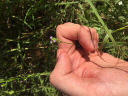 Image of Brazilian vervain