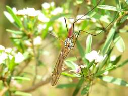 Image of Ischnotoma (Ischnotoma) rubriventris (Macquart 1846)