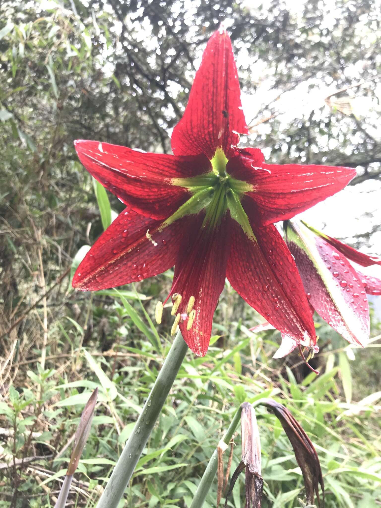 صورة Hippeastrum machupijchense (Vargas) D. R. Hunt