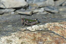 Plancia ëd Cophopodisma pyrenaea (Fischer 1853)