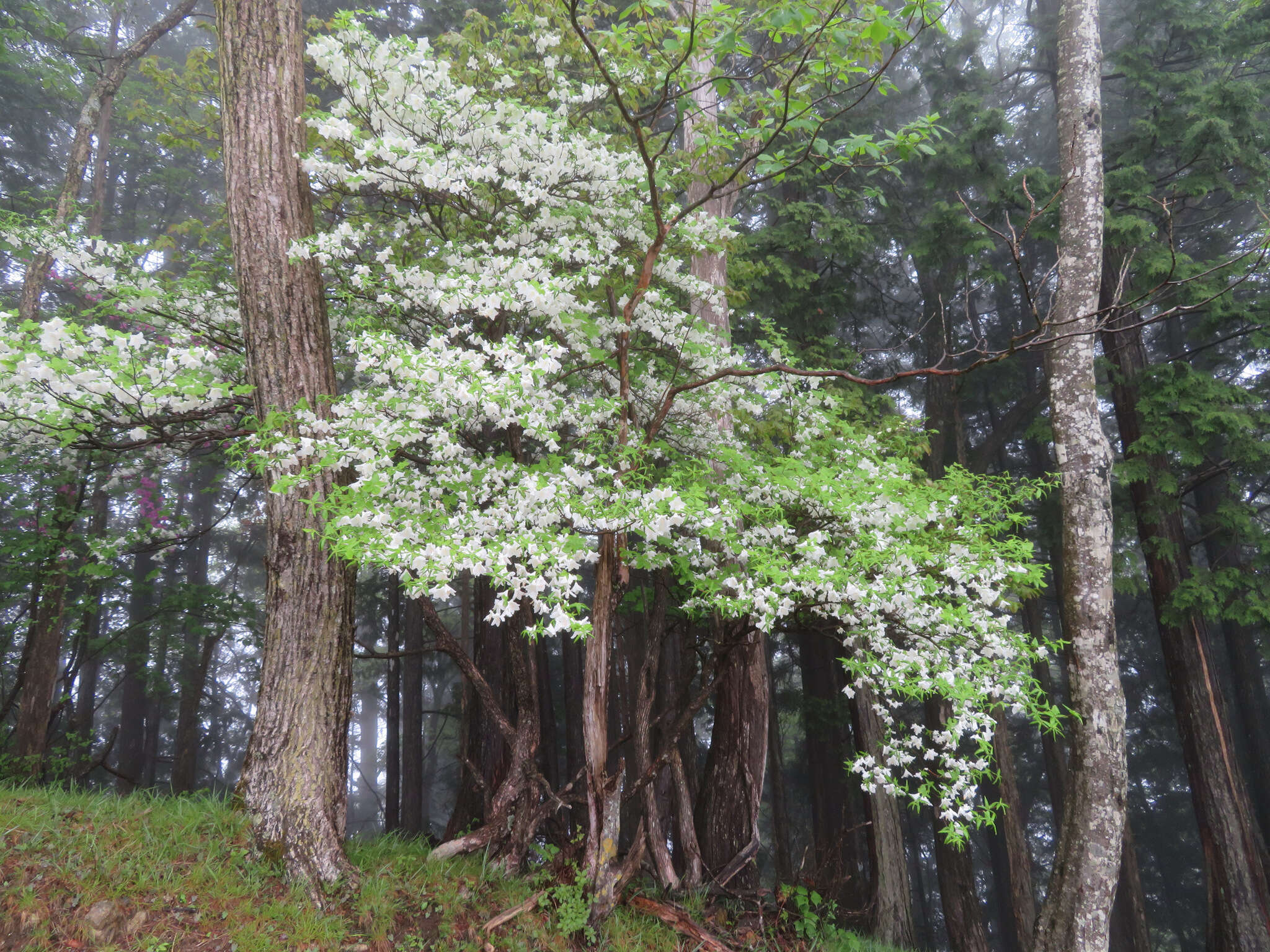 صورة Rhododendron quinquefolium Bisset & S. Moore