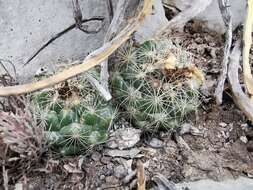 Image of Nickels' cactus