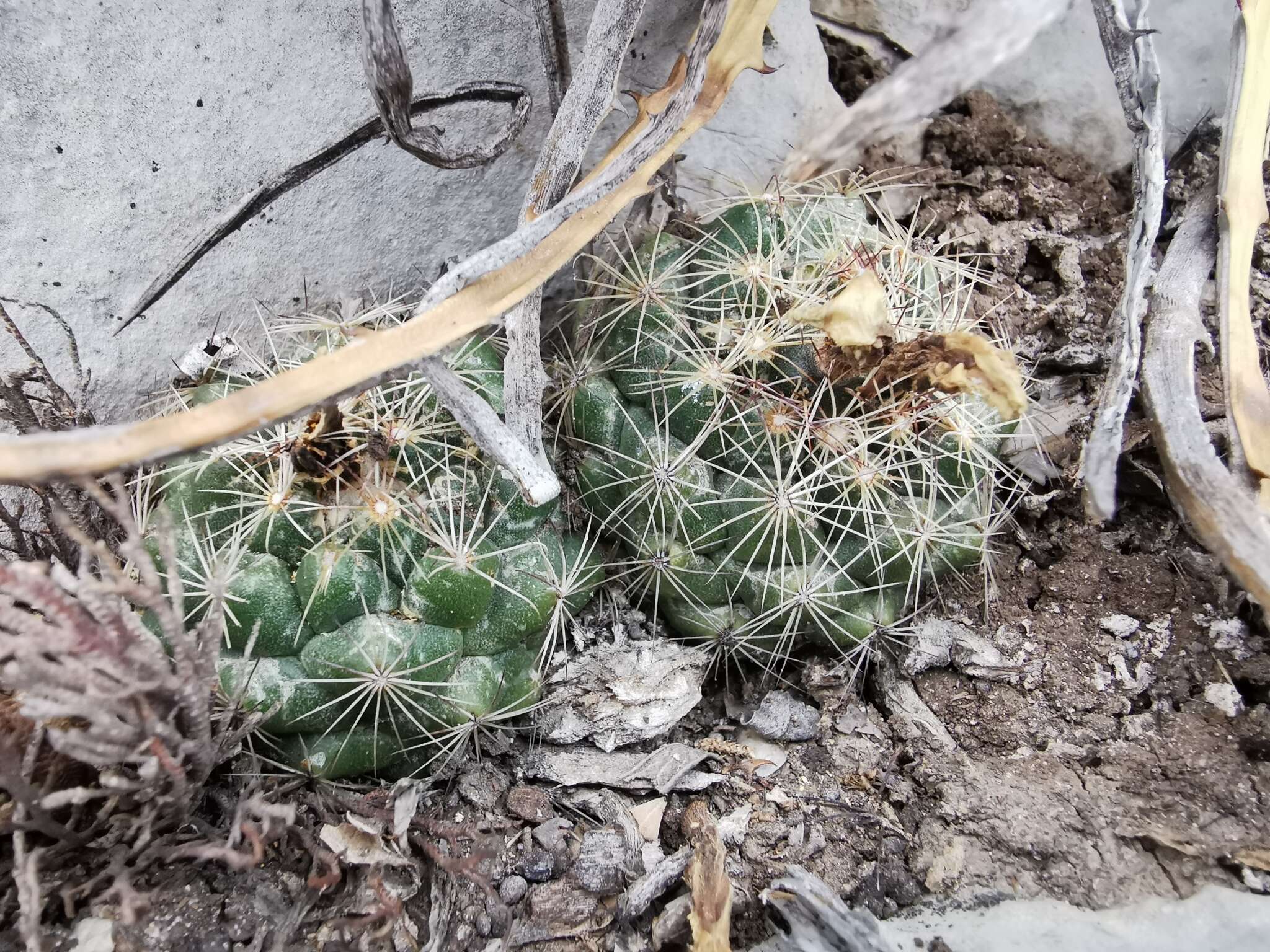 Image of Nickels' cactus