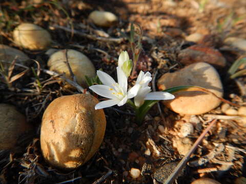 Image de Ornithogalum broteroi M. Laínz