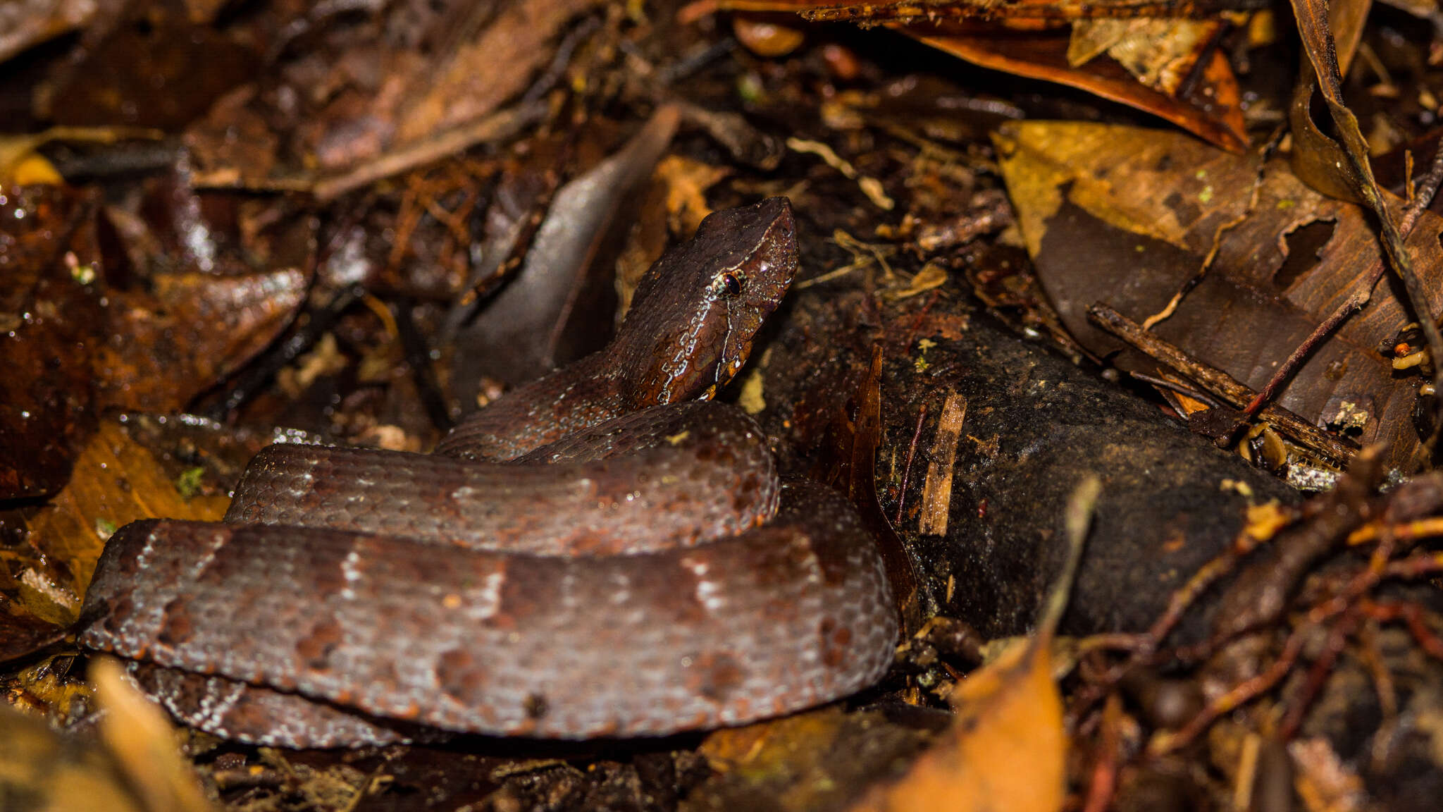 Image of Bothrocophias myersi Gutberlet & Campbell 2001