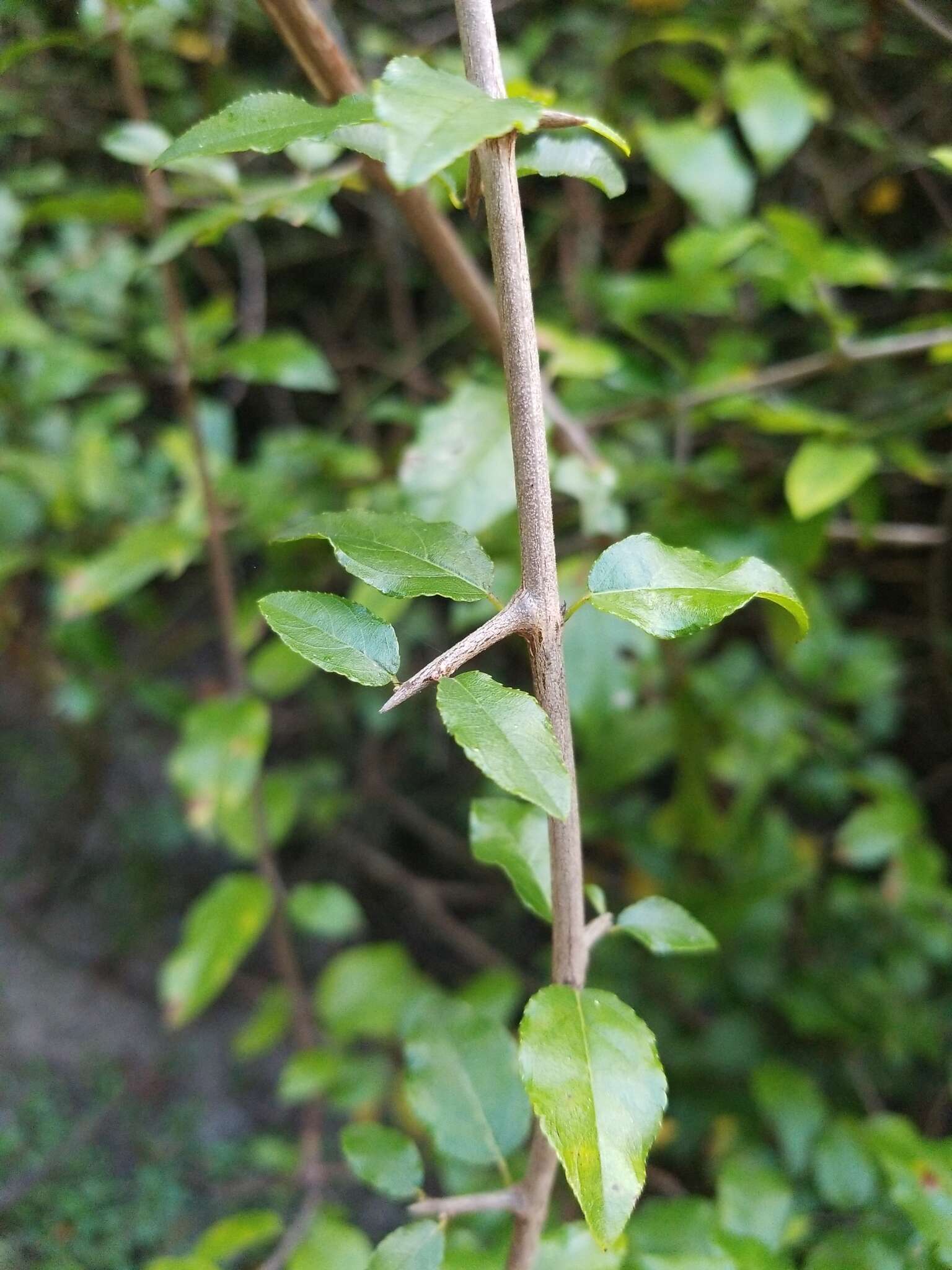 Image de Sageretia minutiflora (Michx.) Trel.