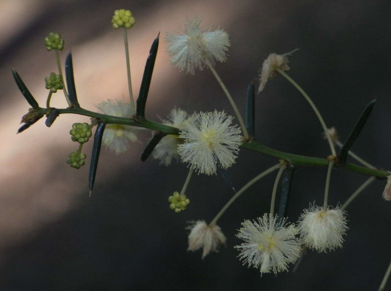 Image of early wattle