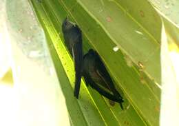 Image of Palm swift