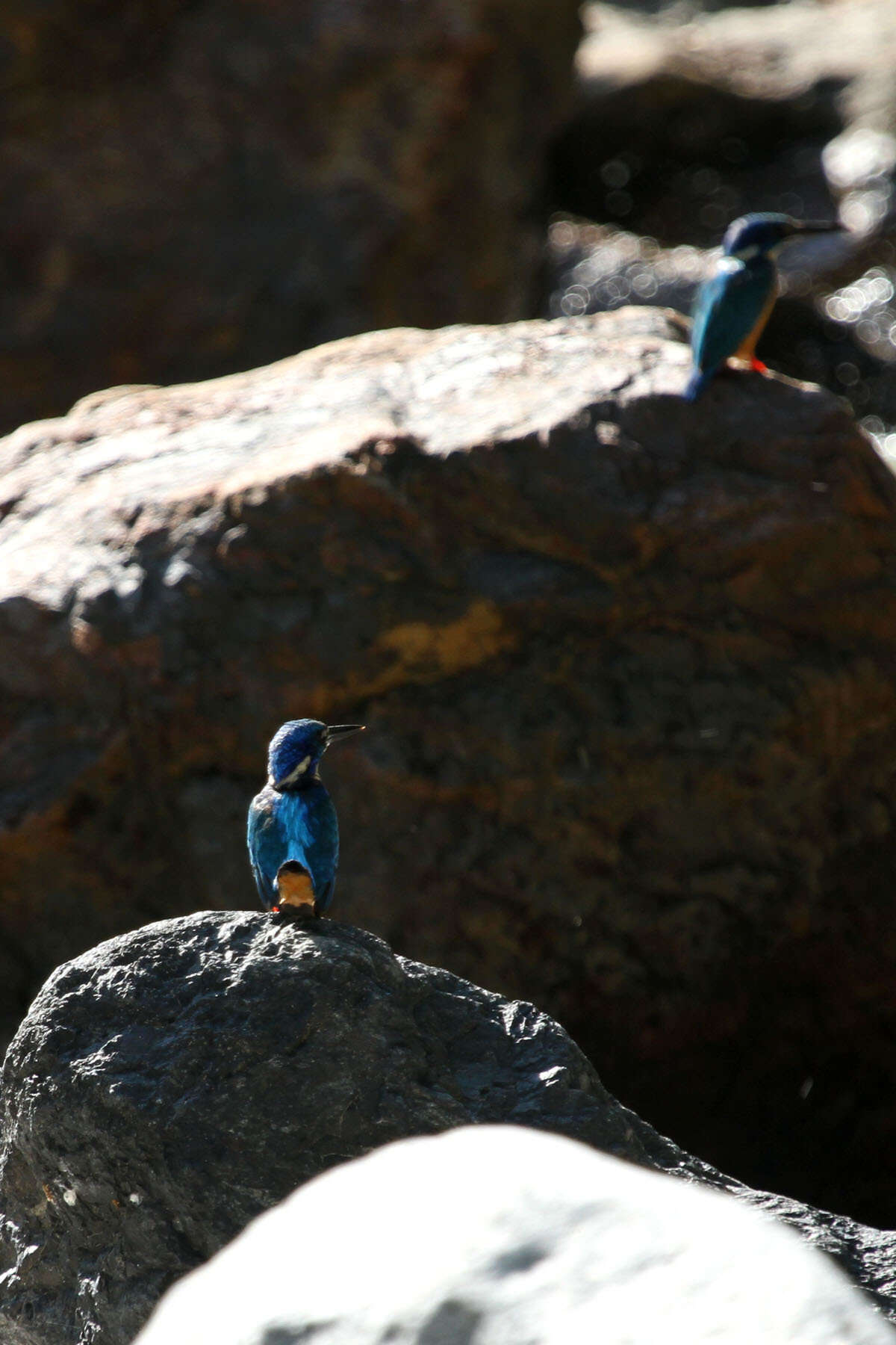 Image of Half-collared Kingfisher