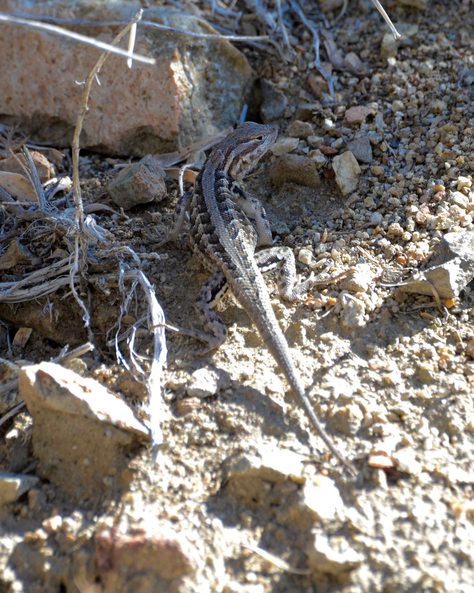 Image of Common Sagebrush Lizard