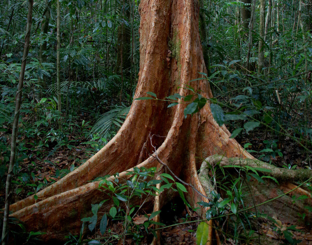 Image of Syzygium papyraceum B. P. M. Hyland