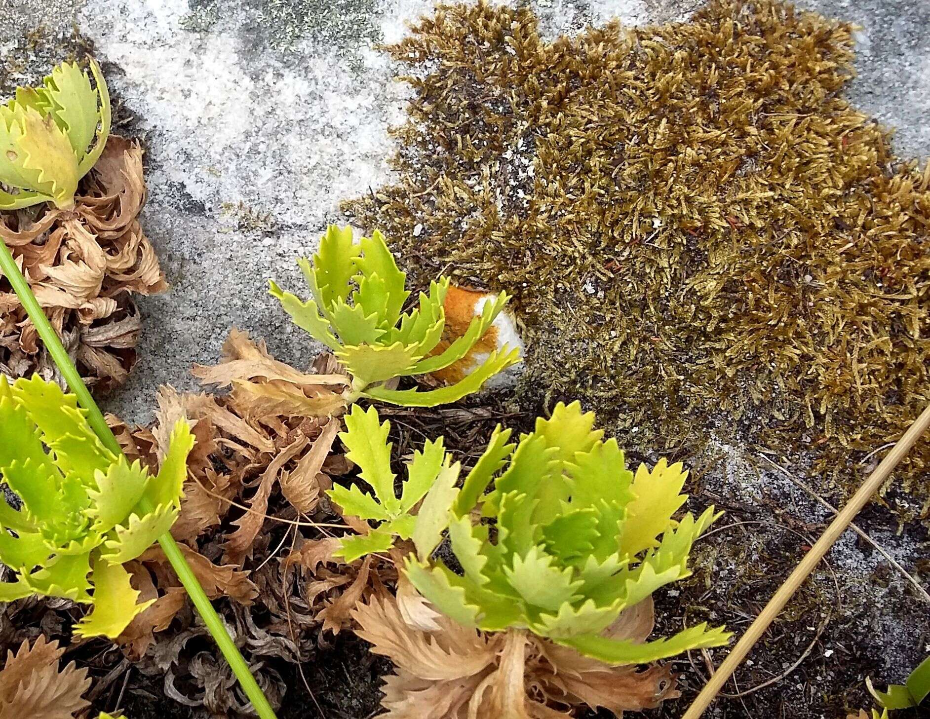 Image of Osmitopsis dentata (Thunb.) Bremer