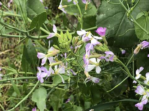 Image of Raphanus sativus var. sativus