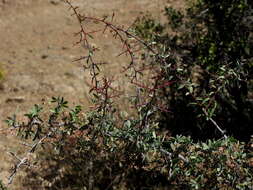 Image of Gloveria integrifolia (L. fil.) M. Jordaan