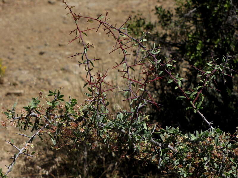 Imagem de Gloveria integrifolia (L. fil.) M. Jordaan