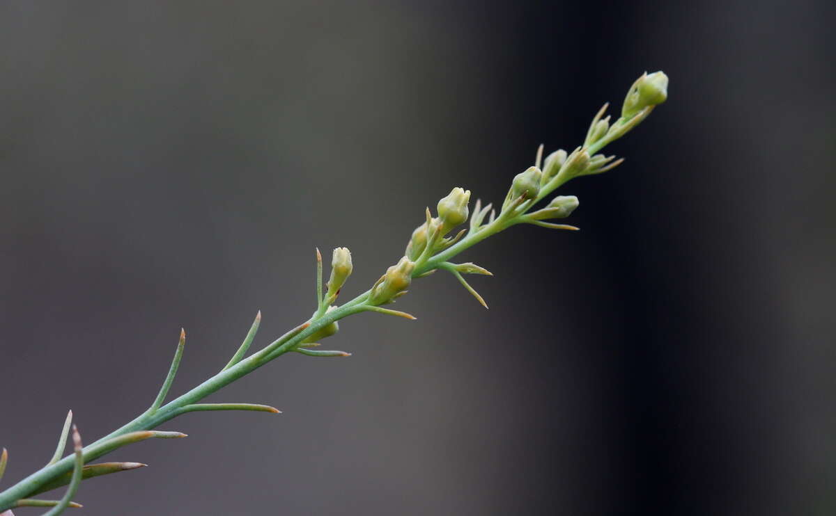 Image of Thesium procerum N. E. Br.