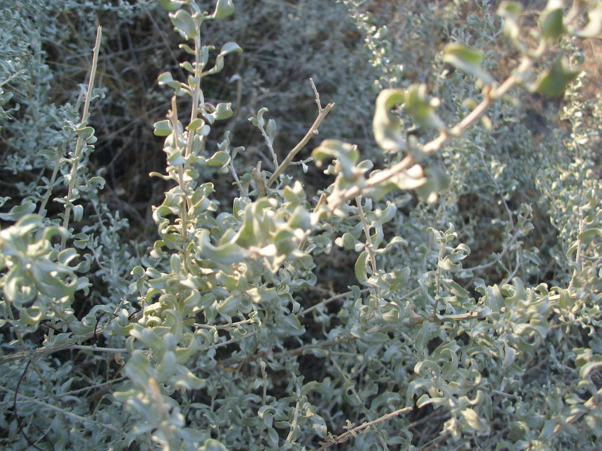 Image of wavy-leaved saltbush