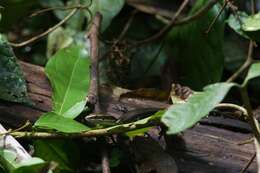 Слика од Copeoglossum