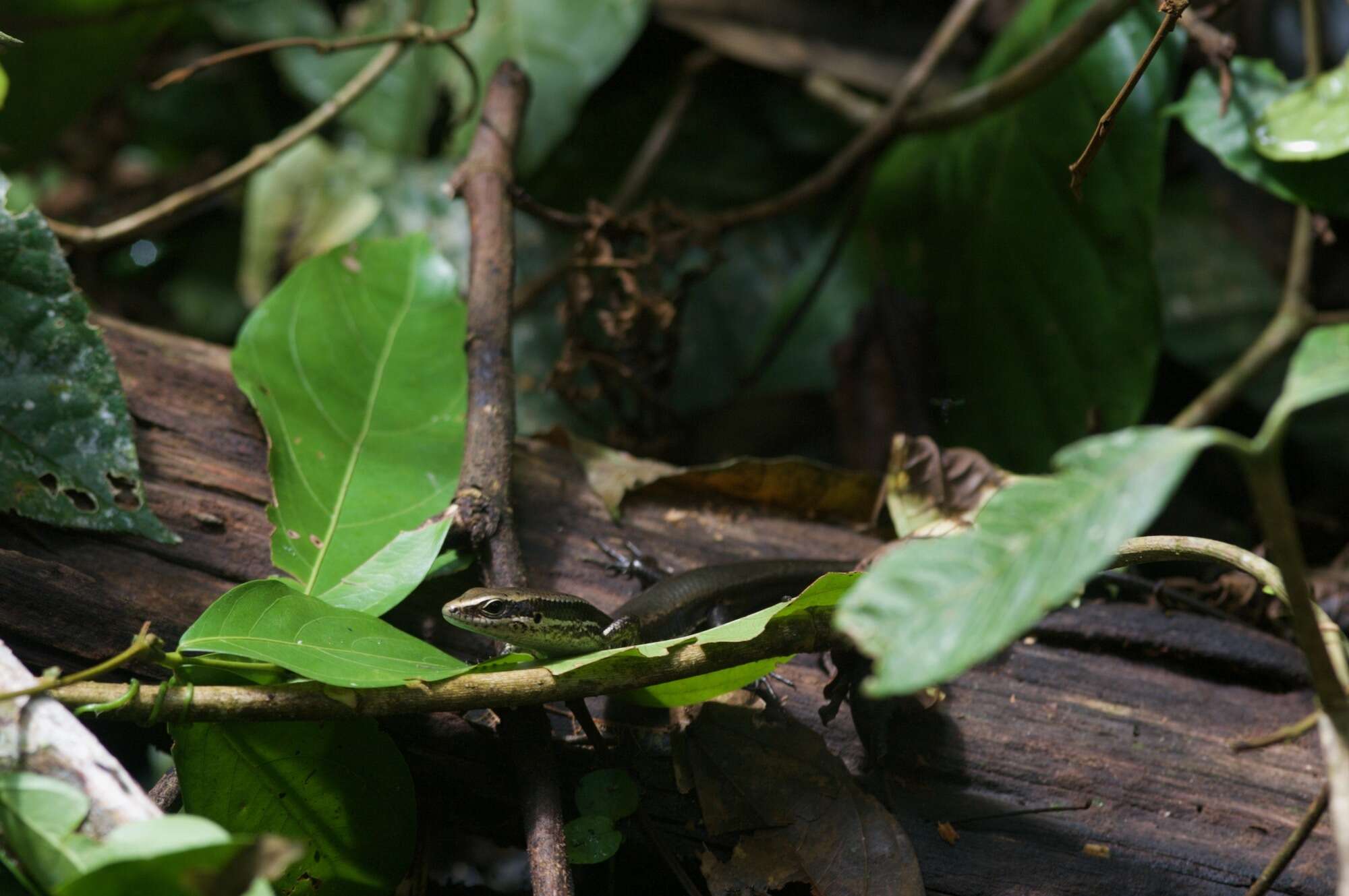 Image of Copeoglossum