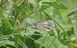 Image of Dusky Grizzled Skipper