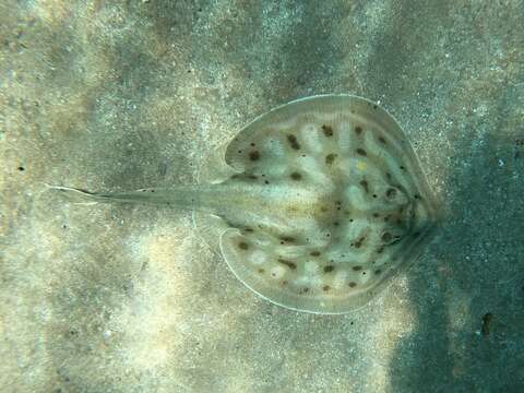 Image of Cortez Round Stingray