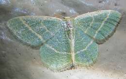 Image of Blackberry Looper Moth