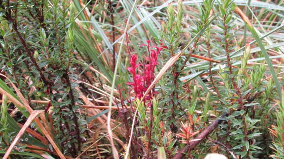 Image of Disterigma pernettyoides (Grisebach ex Weddell) Niedenzu