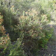 Image of Berkheya cruciata subsp. cruciata