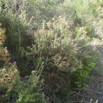 Image of Berkheya cruciata subsp. cruciata