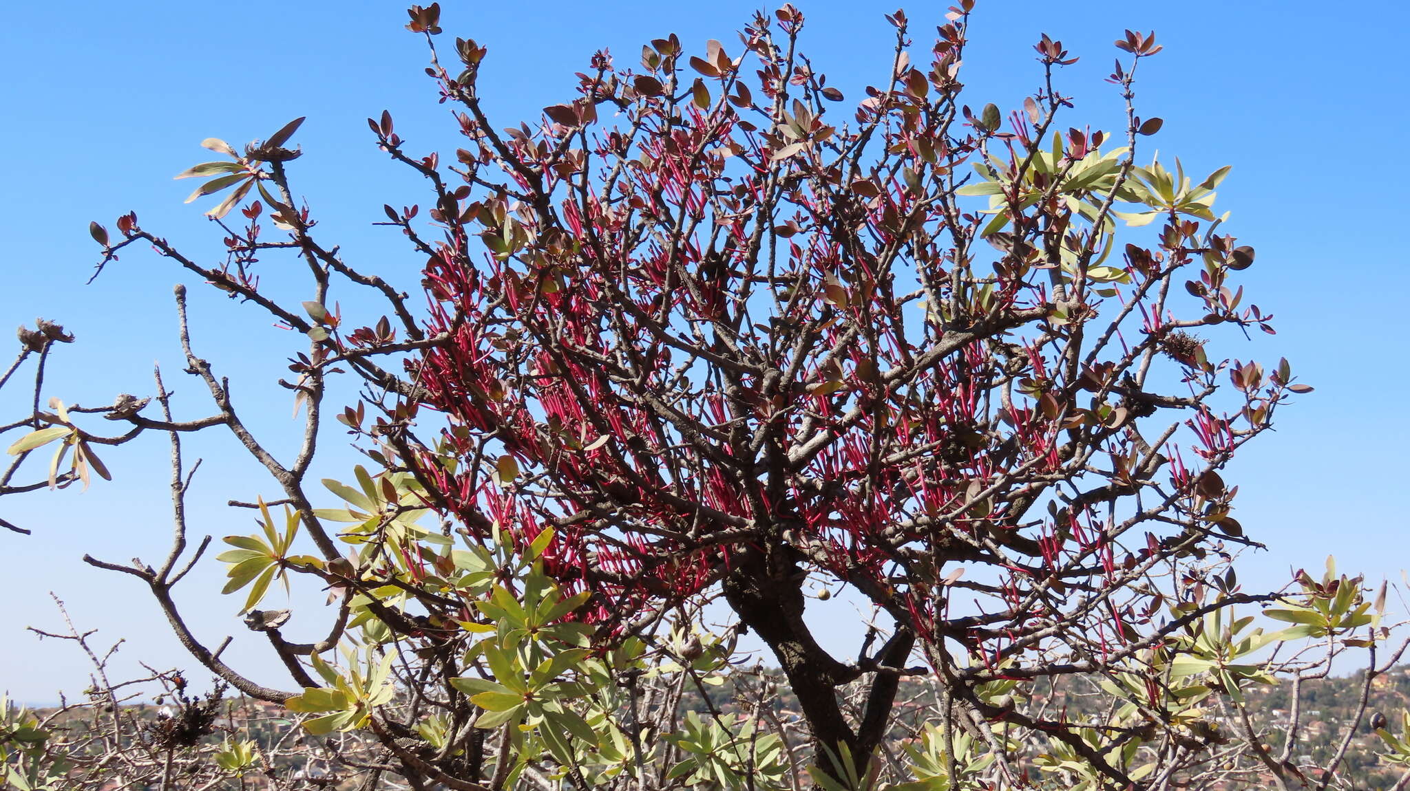 Image of Tapinanthus rubromarginatus (Eng I.) Danser