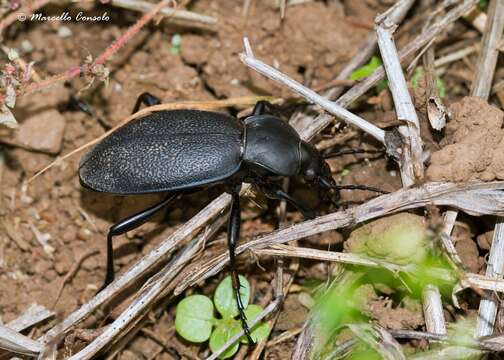 Image of Carabus (Procrustes) coriaceus coriaceus Linnaeus 1758