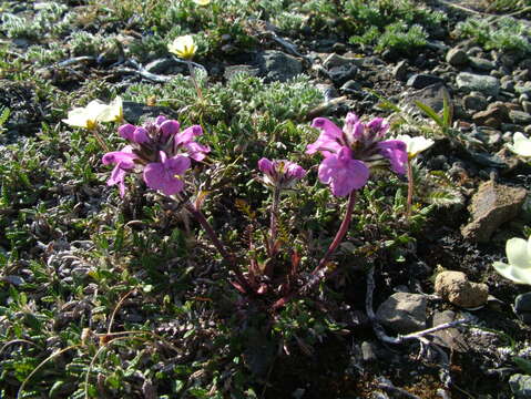 Image of Pedicularis amoena Adams ex Steven