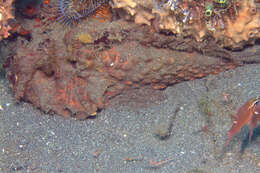 Image of Estuarine stonefish