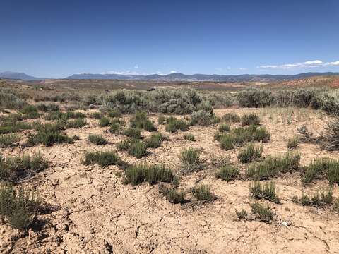 Image of pygmy sagebrush