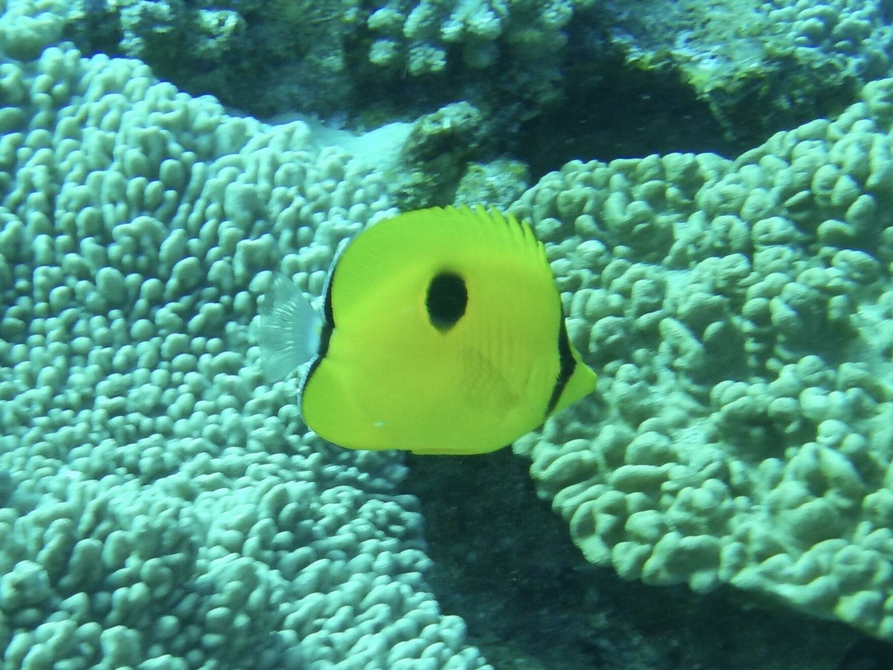 Image of Indian Teardrop Butterflyfish