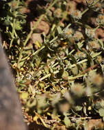 Image of Gray's bedstraw