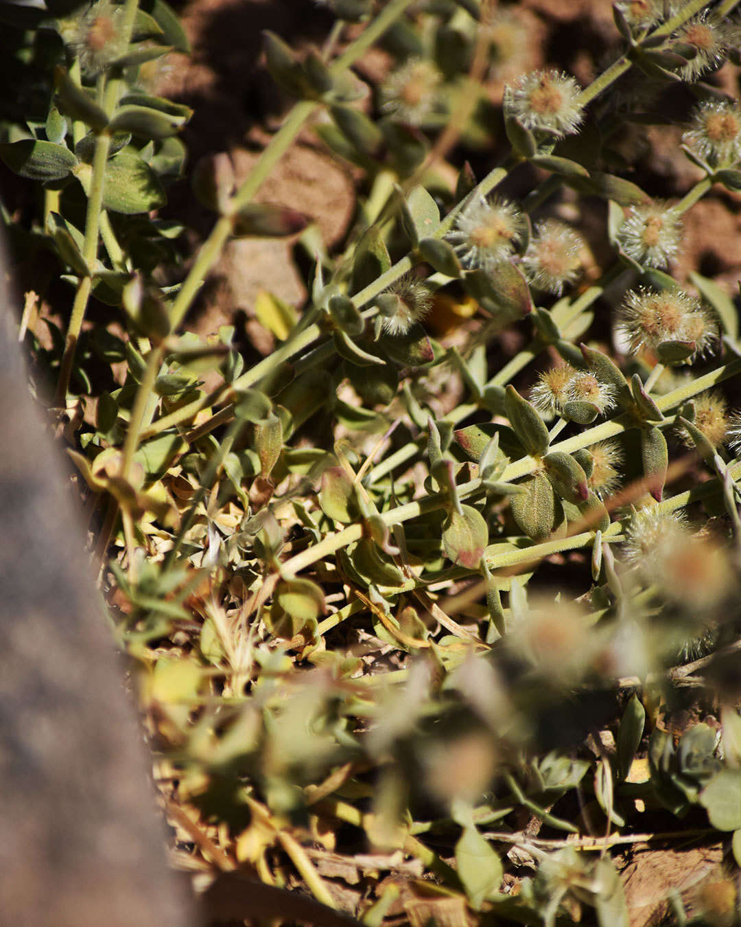 Image of Gray's bedstraw