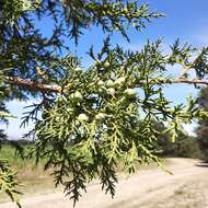 Juniperus deppeana var. deppeana resmi