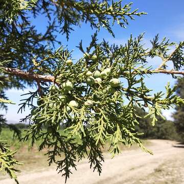 Image de Juniperus deppeana var. deppeana