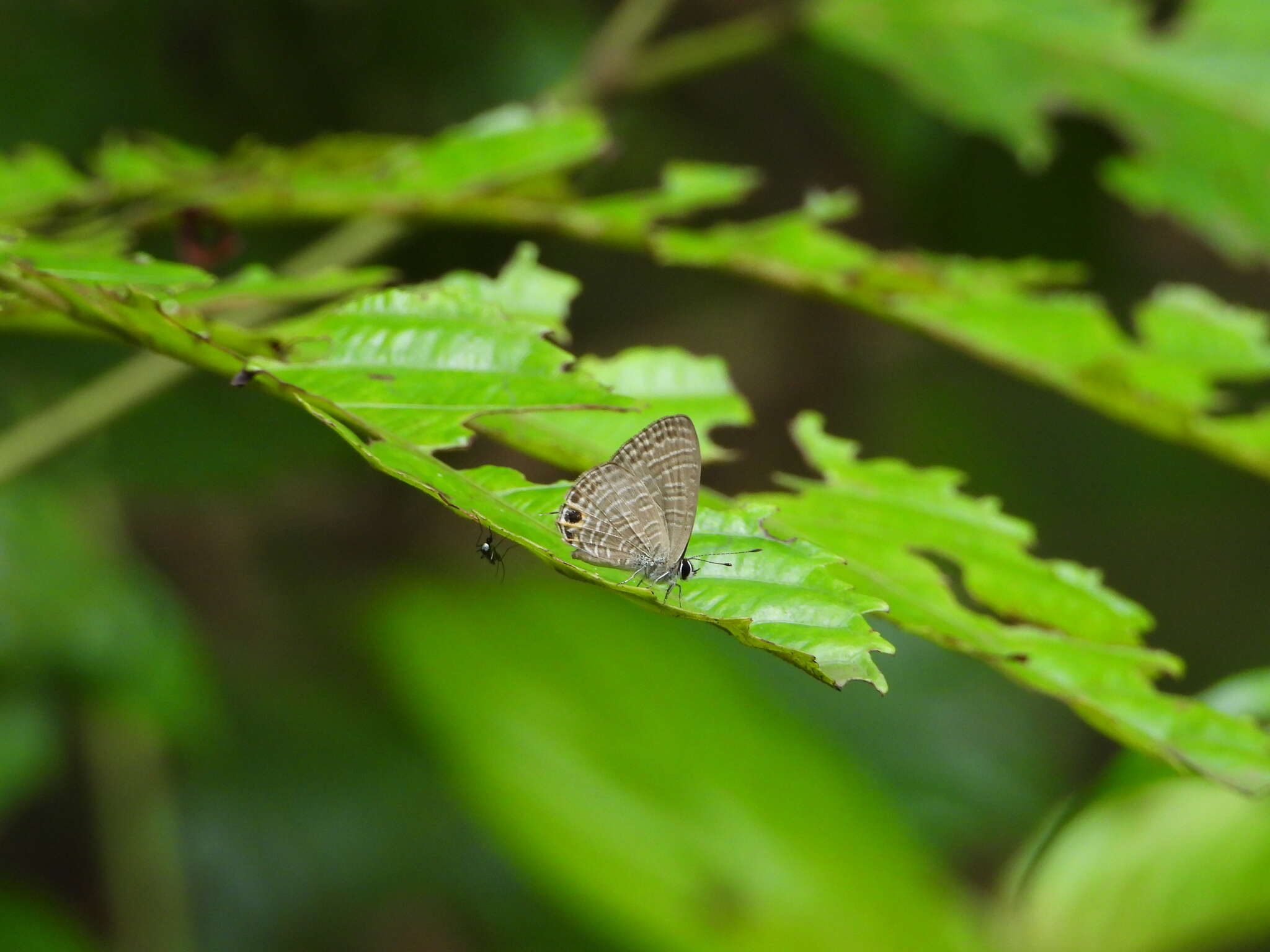 Nacaduba calauria (C. Felder 1860)的圖片