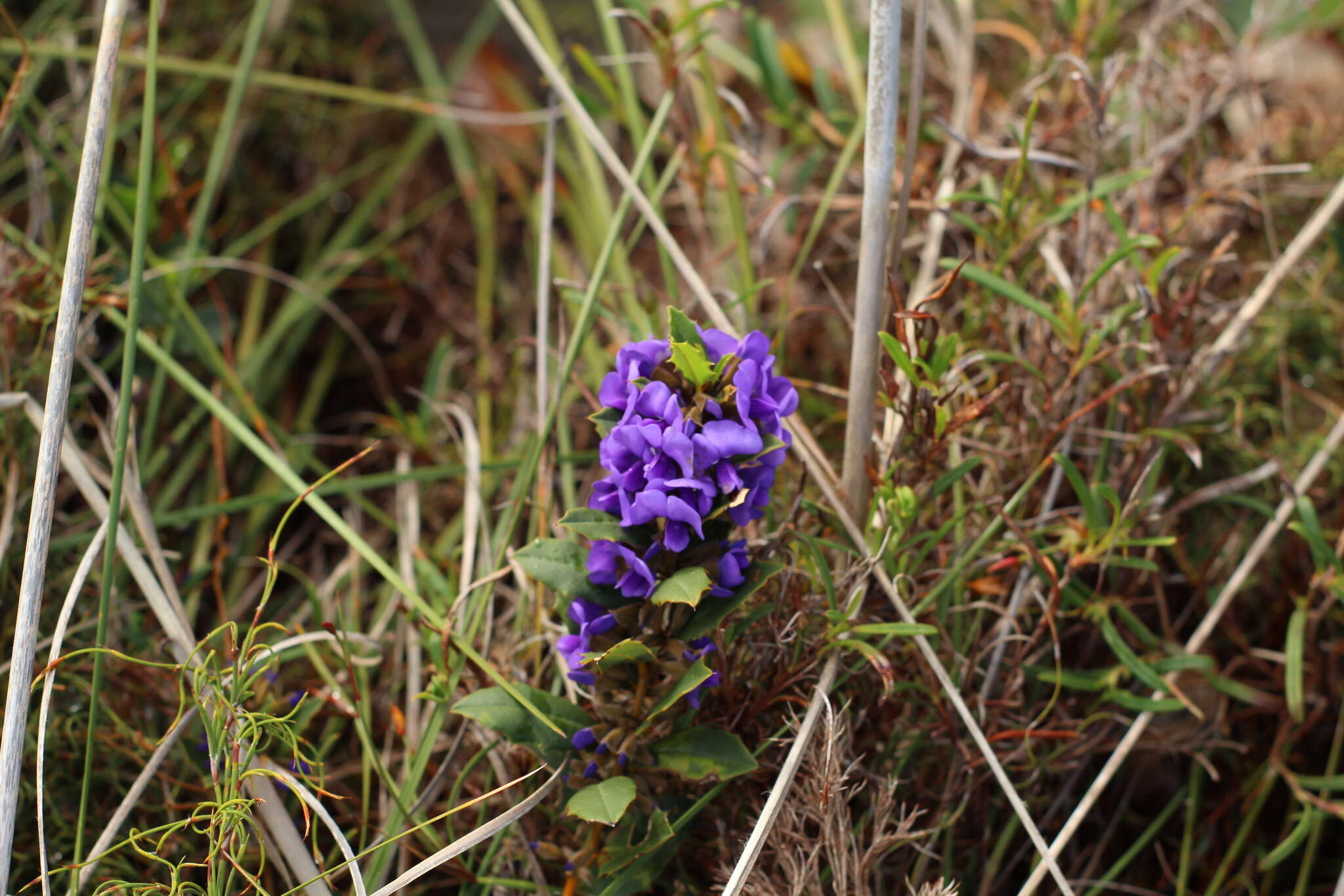 Image of Holly-leaved Hovea