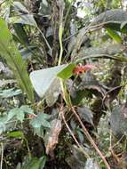 Image of Maxillaria schlimii (Linden & Rchb. fil.) Molinari