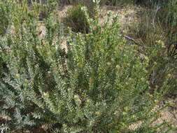 Image of Leucadendron remotum I. Williams