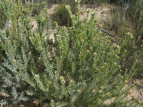 Image of Leucadendron remotum I. Williams