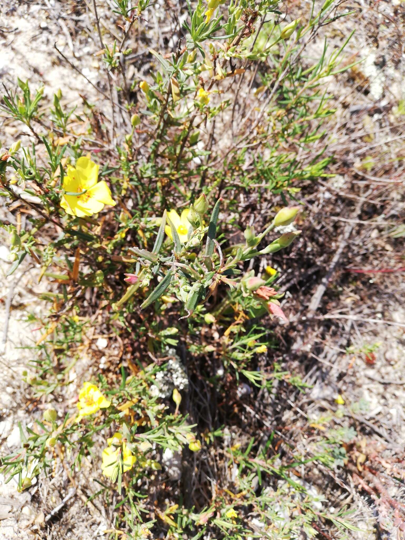 Image of Yellow Rock Rose