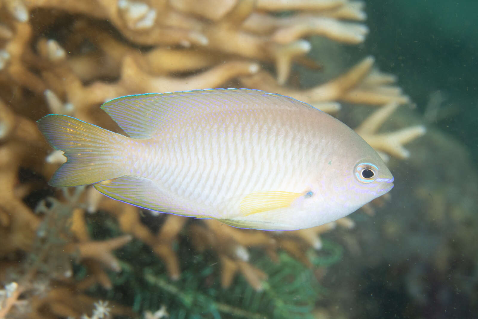 Image of Ambon damsel